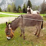 Gindl, Gaestehaus Gindl Und Pferdehof 타우플리츠