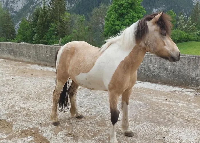 Farma Gindl, Gaestehaus Gindl Und Pferdehof