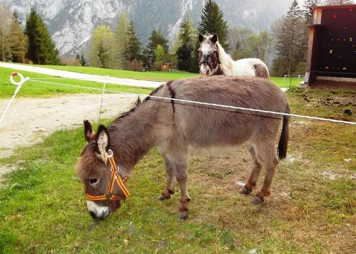 Gindl, Gaestehaus Gindl Und Pferdehof Tauplitz